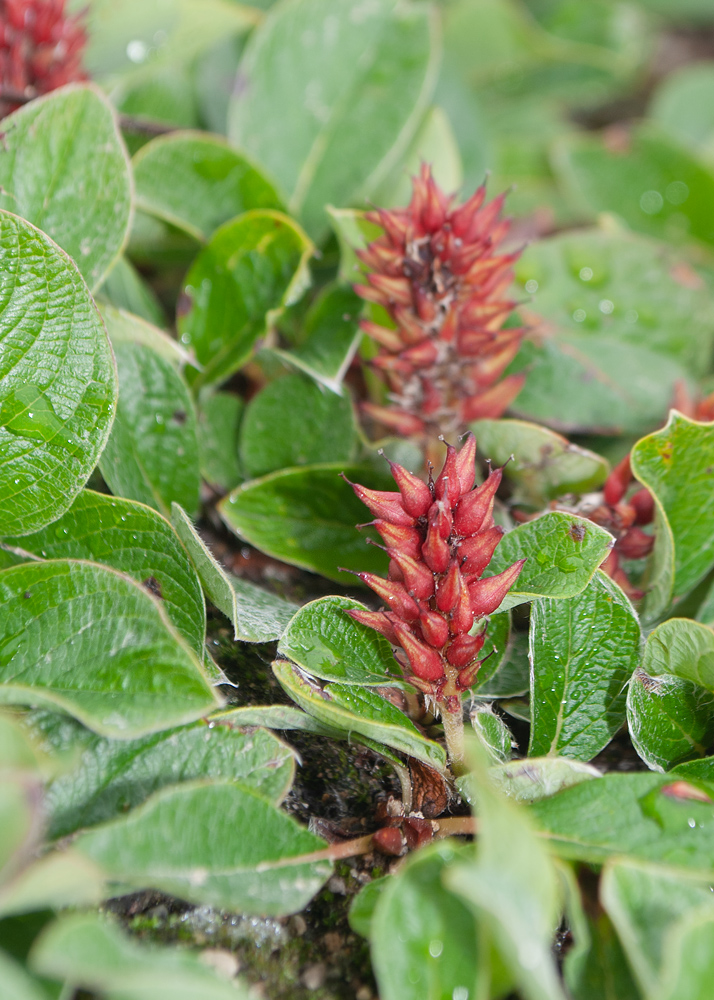 Image of genus Salix specimen.