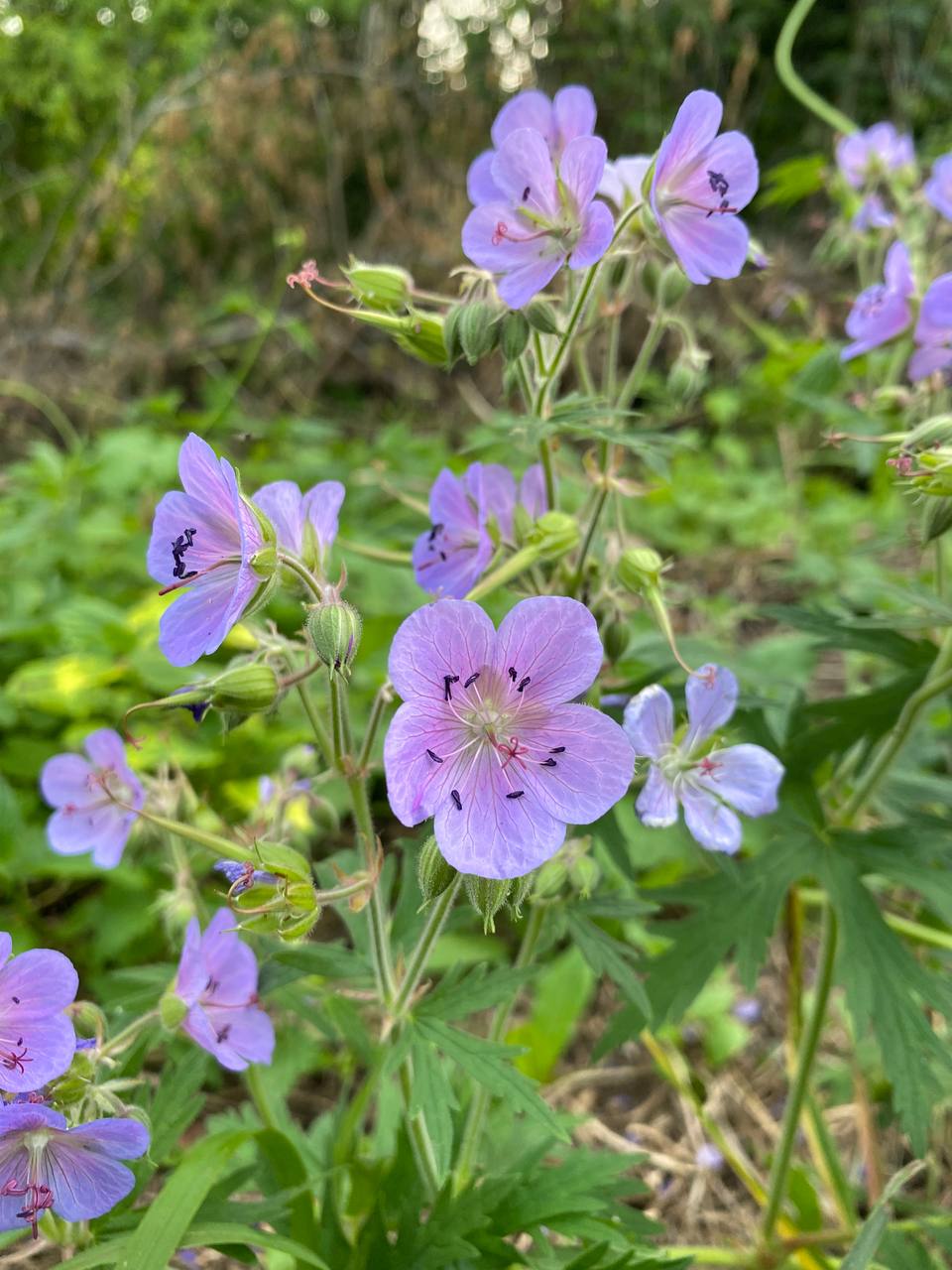 Изображение особи Geranium pratense.