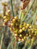 genus Juncus