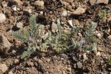 View full-size image Astragalus sinaicus