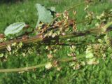 View full-size image Rumex obtusifolius