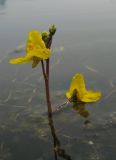 Utricularia × neglecta