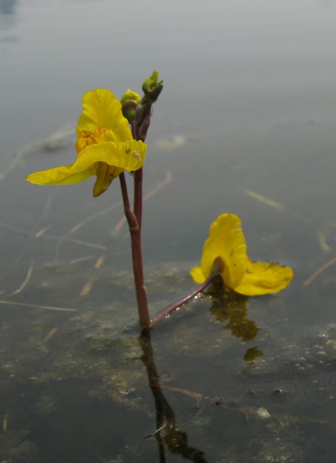 Image of Utricularia &times; neglecta specimen.