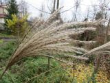 View full-size image Miscanthus sinensis