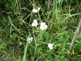 View full-size image Sagittaria trifolia