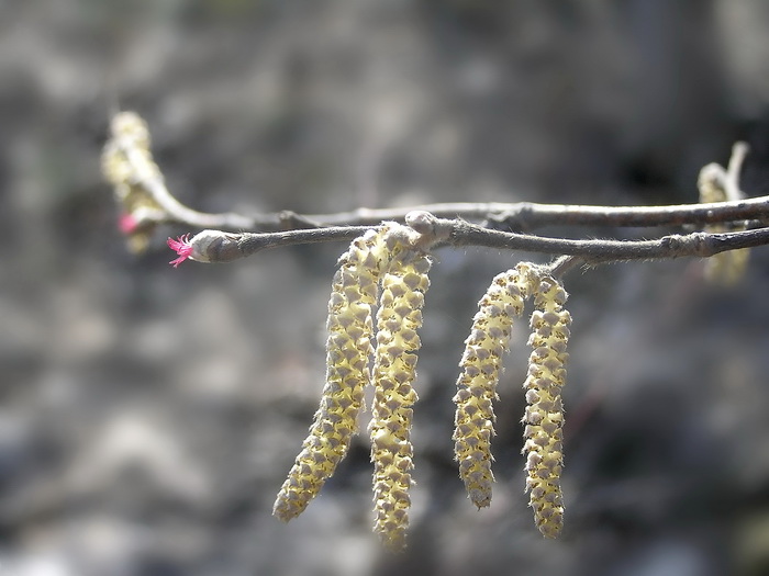 Image of Corylus mandshurica specimen.