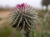 Смотреть изображение Carduus uncinatus
