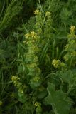 View full-size image Scrophularia chrysantha