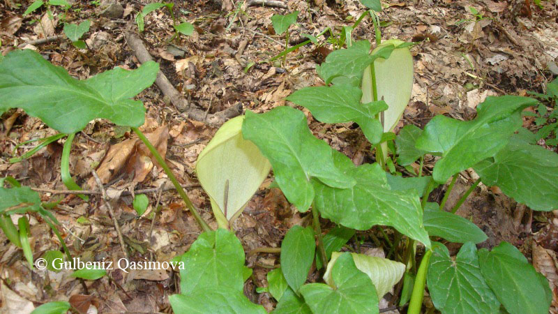 Изображение особи Arum megobrebi.