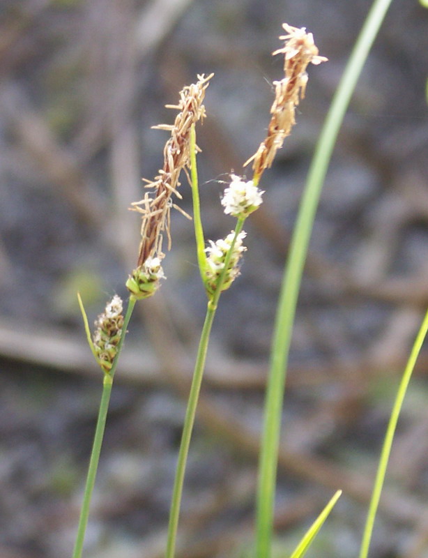 Image of Carex globularis specimen.