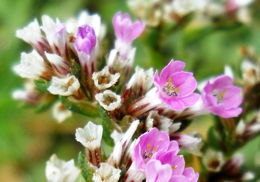 Image of Goniolimon speciosum specimen.