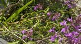 genus Stachys