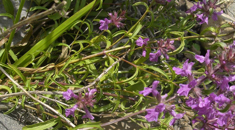 Image of genus Stachys specimen.