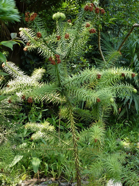 Image of Cunninghamia lanceolata specimen.