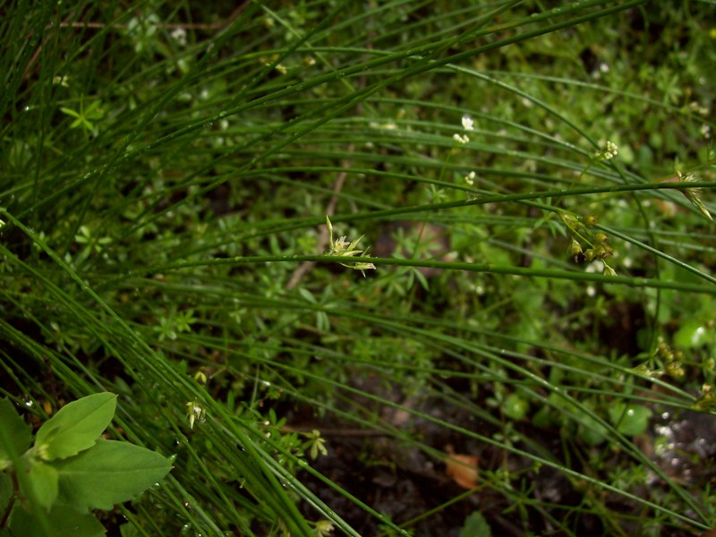 Изображение особи Juncus filiformis.