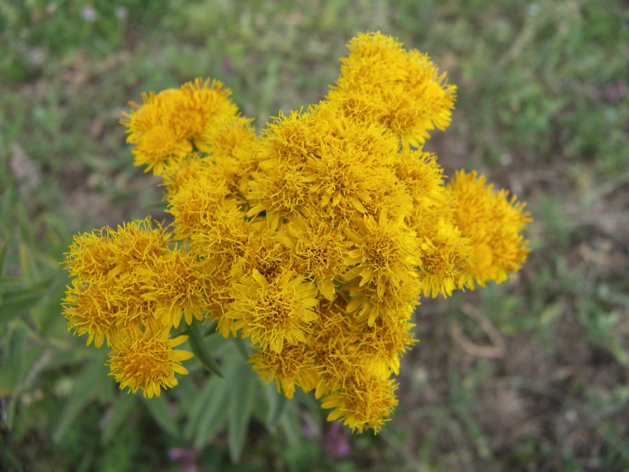 Image of Inula germanica specimen.