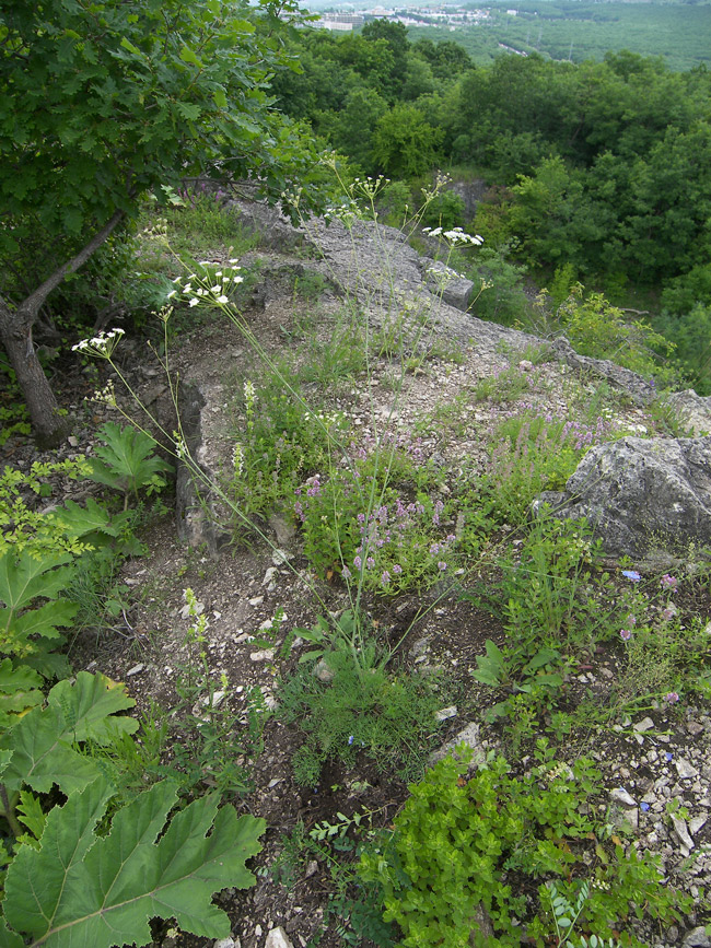 Image of familia Apiaceae specimen.