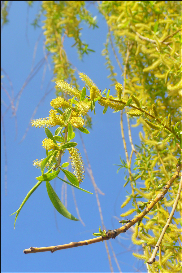 Image of Salix babylonica specimen.