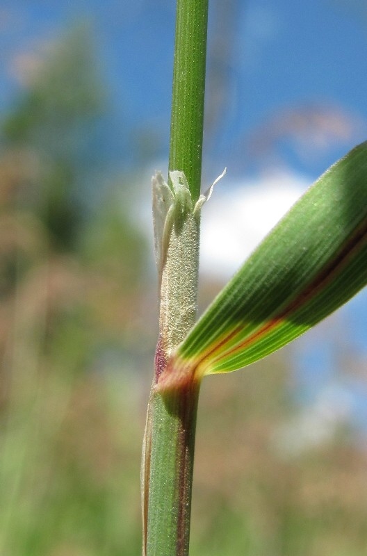 Image of Calamagrostis langsdorffii specimen.