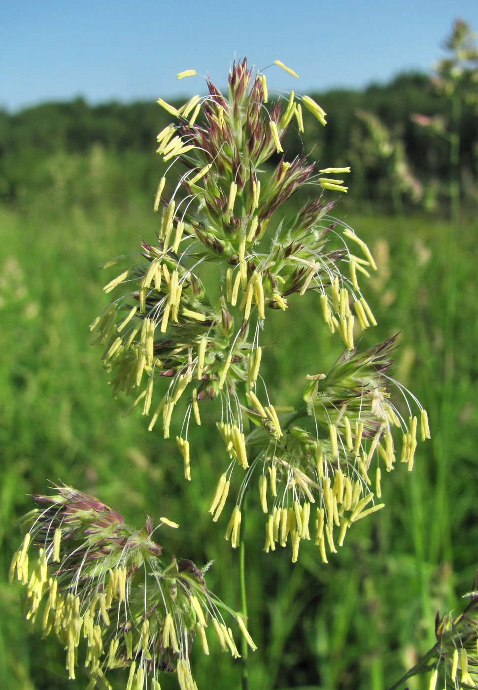 Image of Dactylis glomerata specimen.