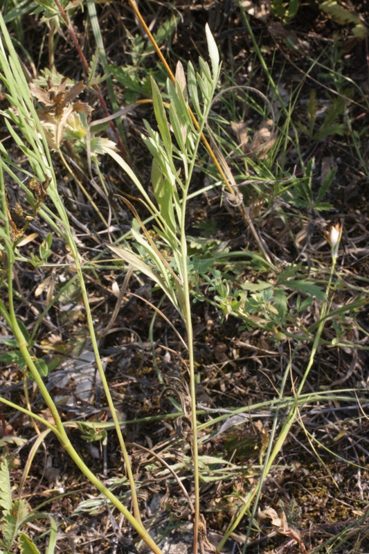 Изображение особи Centaurea orientalis.