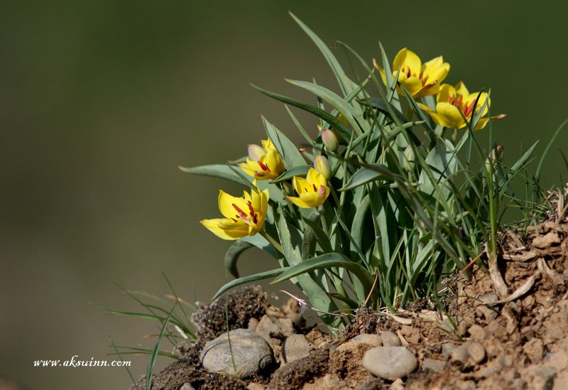 Изображение особи Tulipa lemmersii.