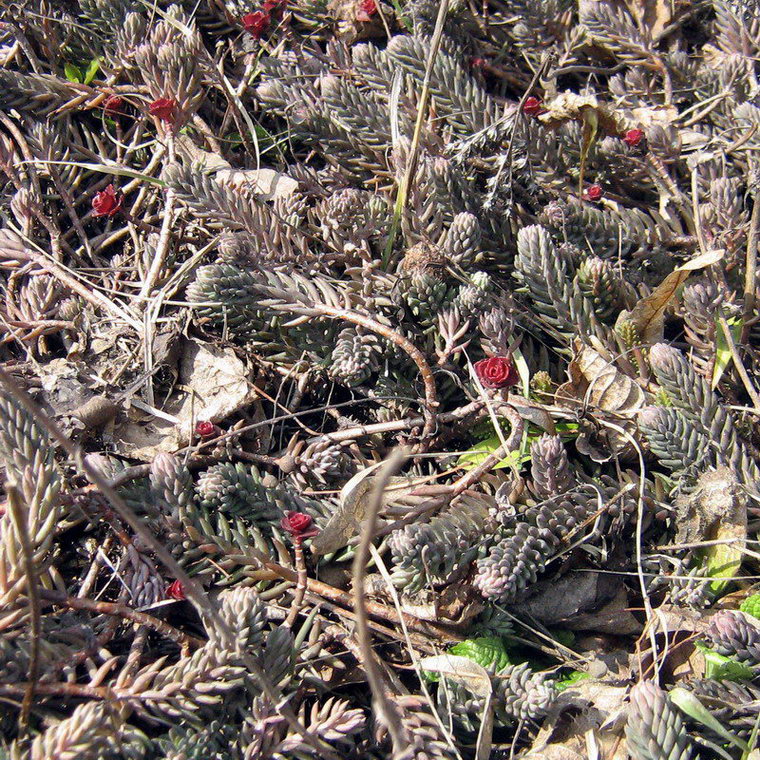 Image of Sedum reflexum specimen.