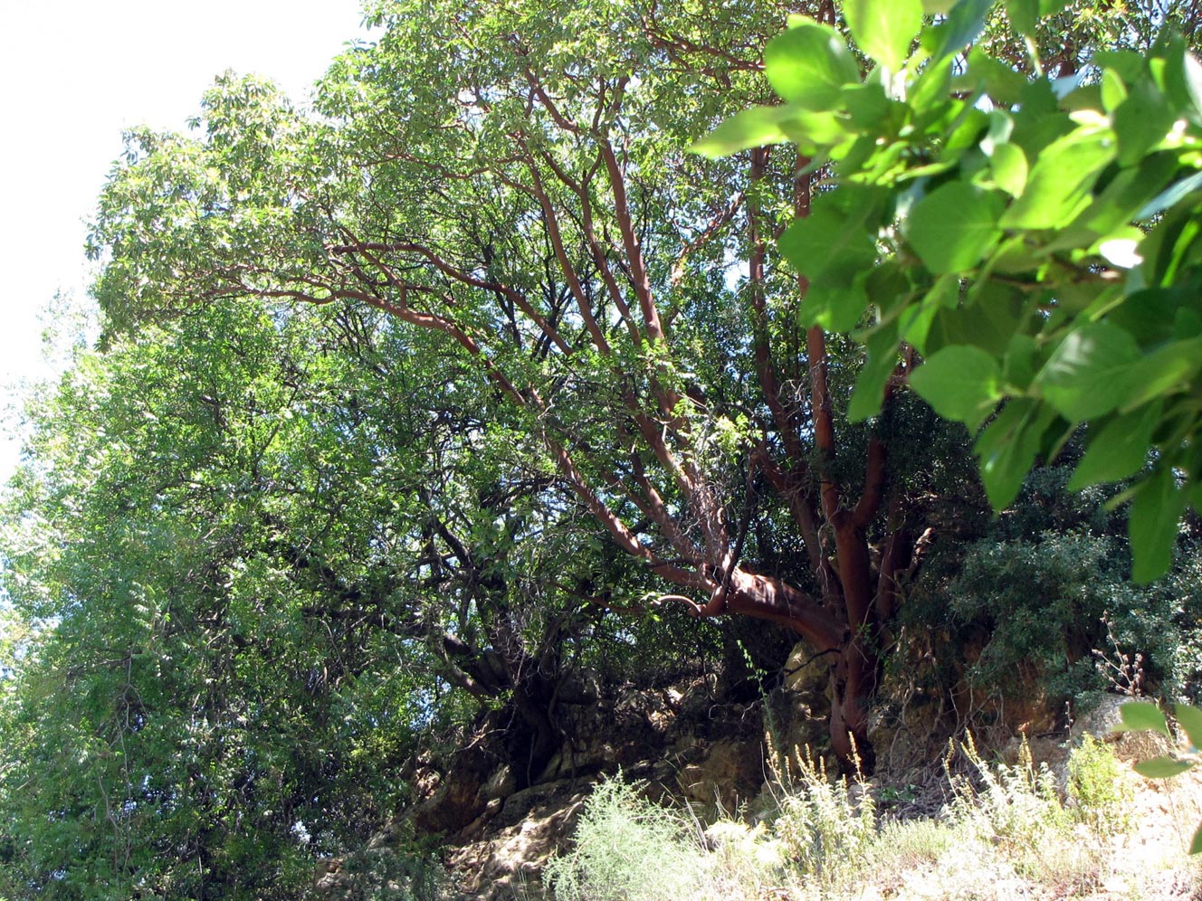 Image of Arbutus andrachne specimen.