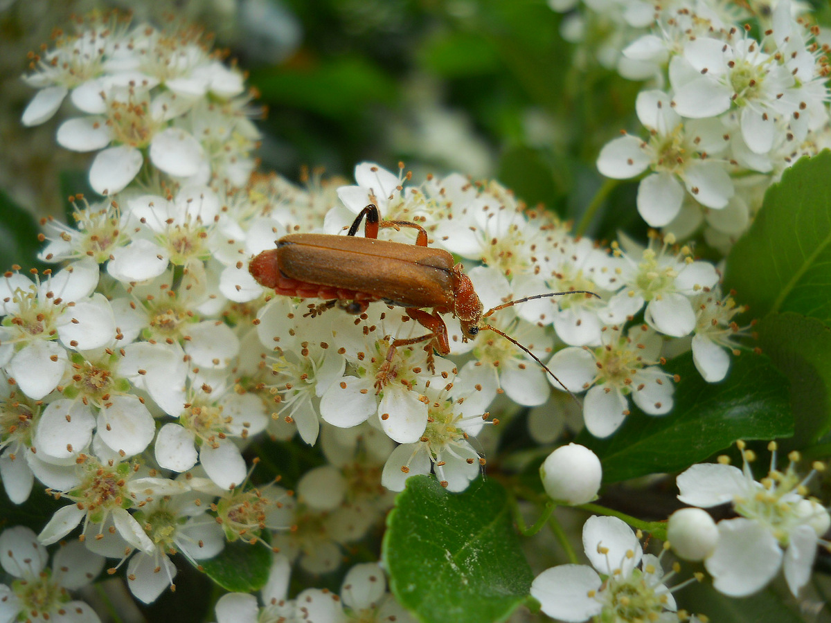 Изображение особи род Pyracantha.