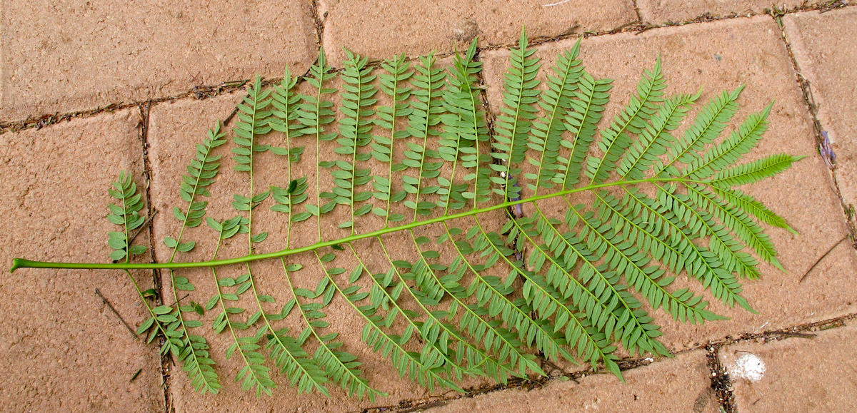 Image of Jacaranda mimosifolia specimen.