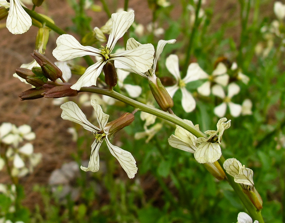 Изображение особи Eruca sativa.