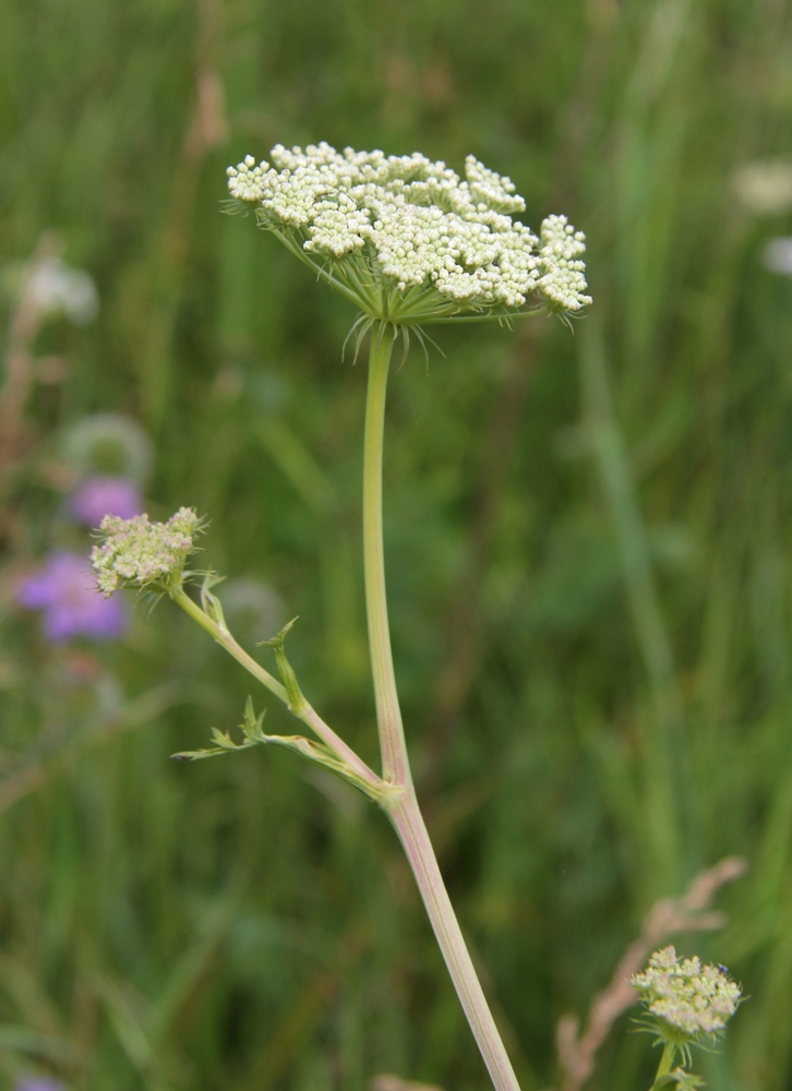 Image of Seseli libanotis specimen.