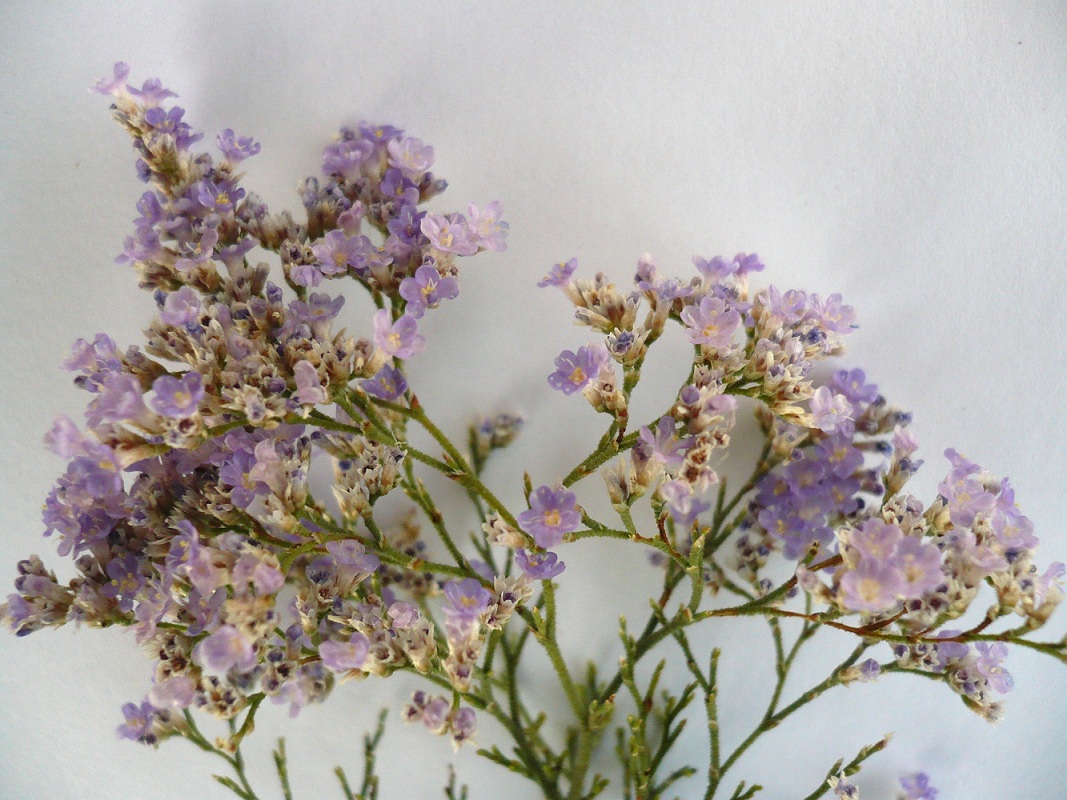 Image of Limonium coralloides specimen.