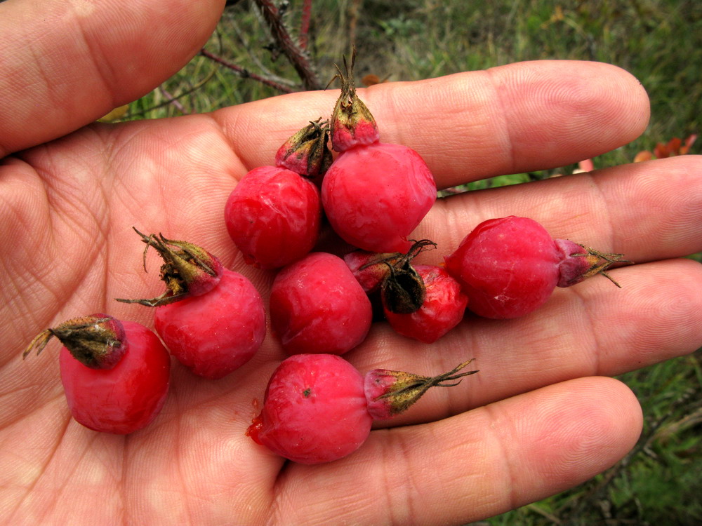 Изображение особи Rosa acicularis.