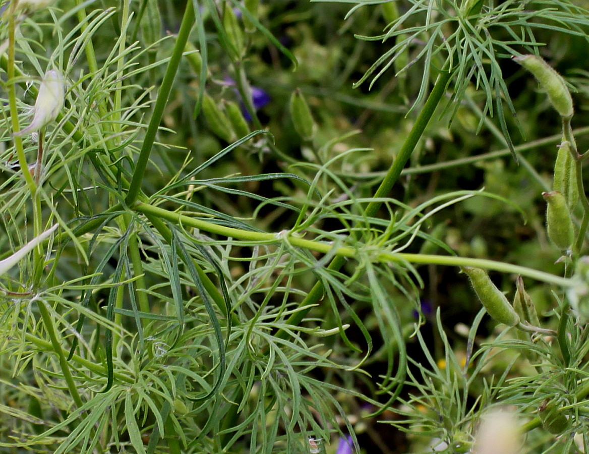 Image of Delphinium consolida specimen.