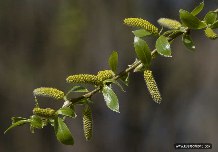 Image of Salix euxina specimen.