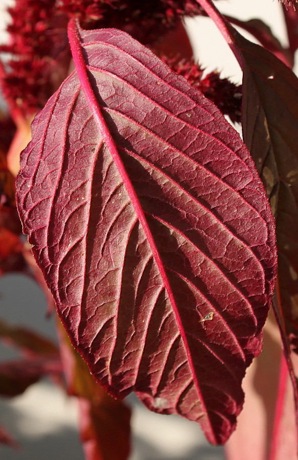 Image of Amaranthus hypochondriacus specimen.