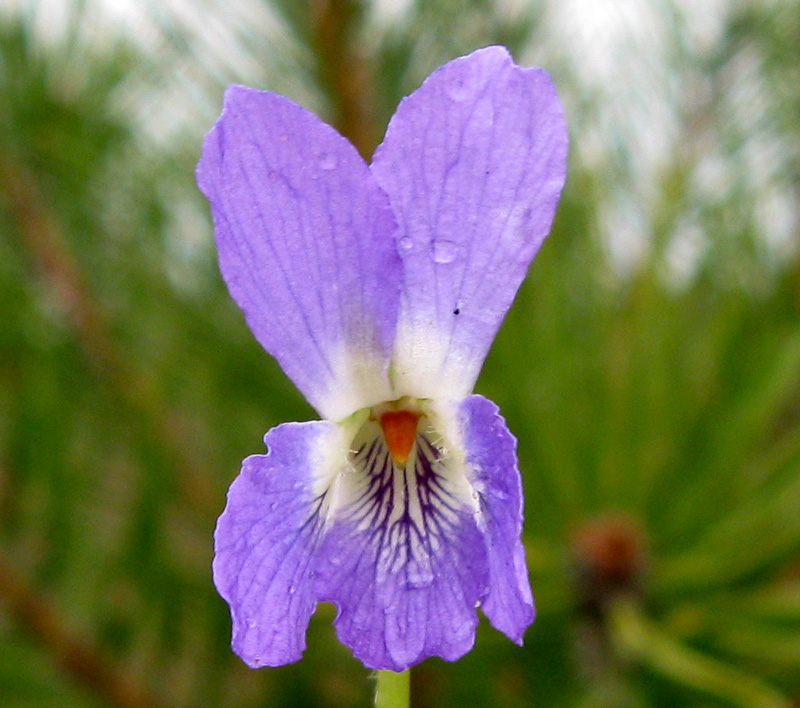 Изображение особи Viola rupestris.