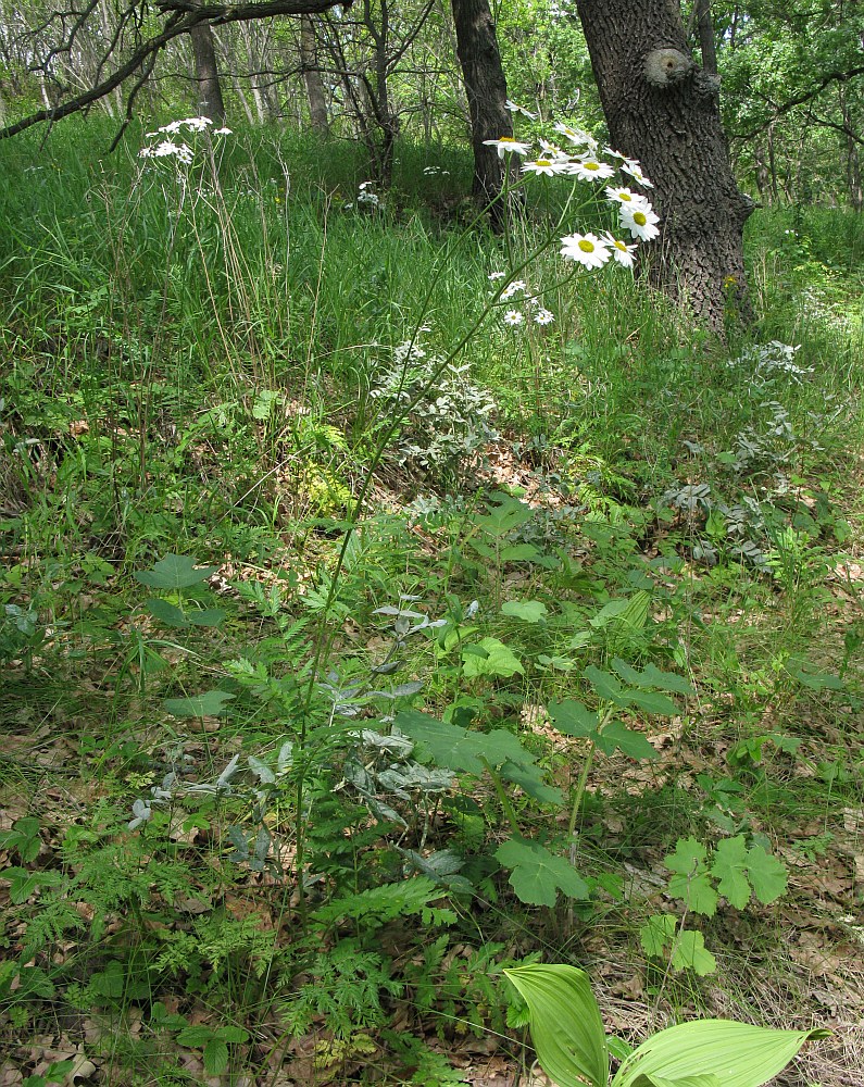 Image of Pyrethrum corymbosum specimen.