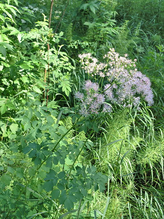 Image of Thalictrum aquilegiifolium specimen.