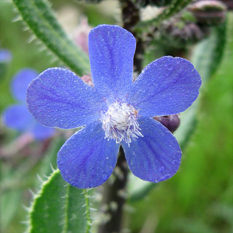 Изображение особи Anchusa strigosa.