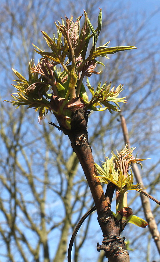 Image of Paeonia delavayi specimen.