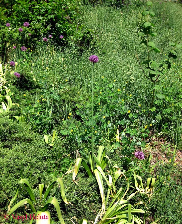 Image of genus Allium specimen.