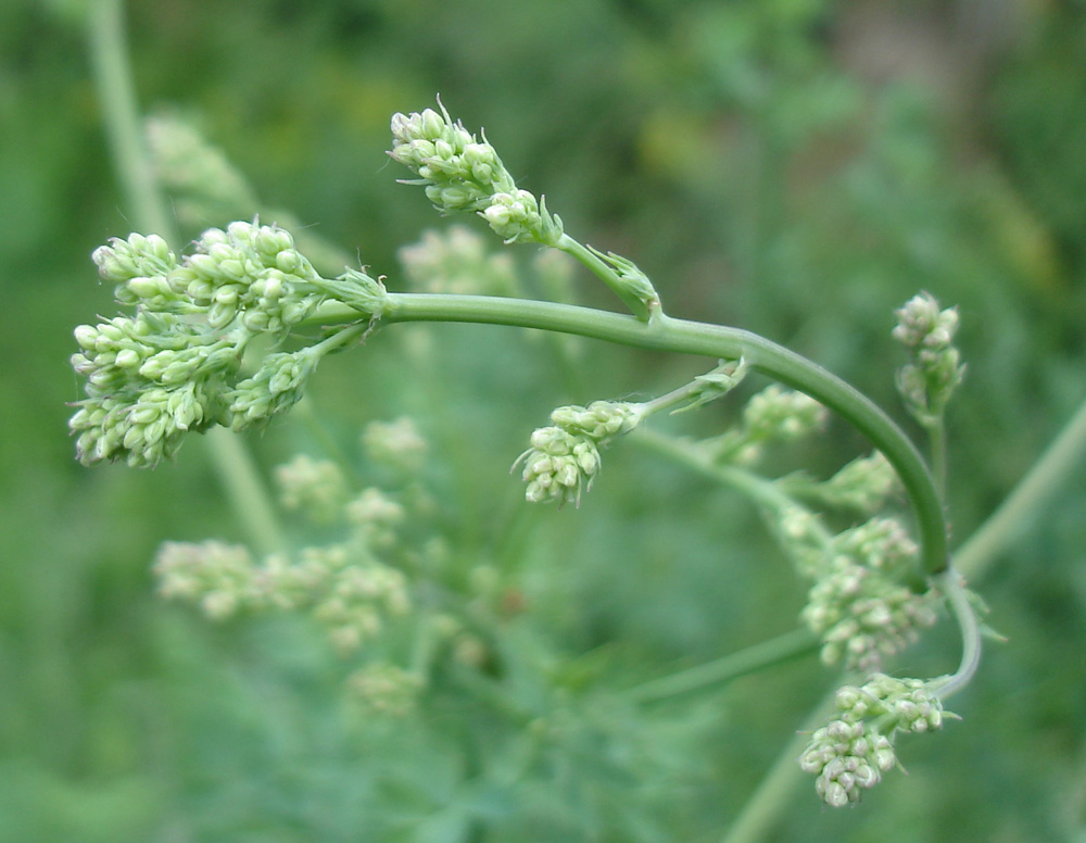 Image of Thalictrum minus specimen.