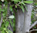 Pittosporum crassifolium. Нижняя часть взрослого растения. Германия, г. Krefeld, Ботанический сад. 02.06.2013.