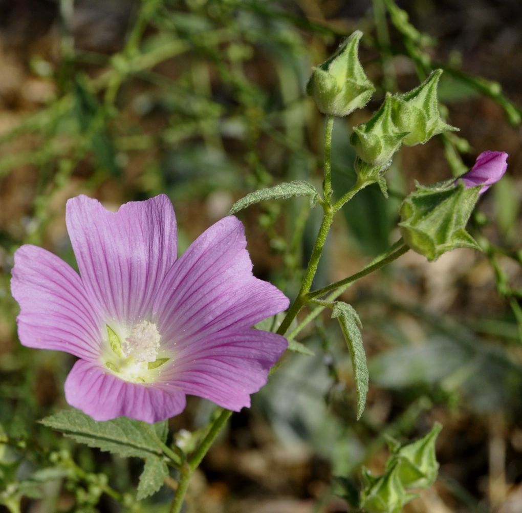 Image of Malva punctata specimen.