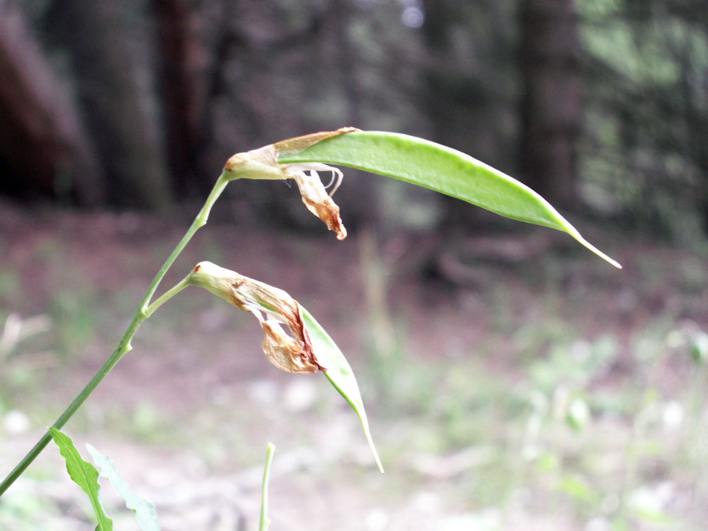 Изображение особи Lathyrus gmelinii.