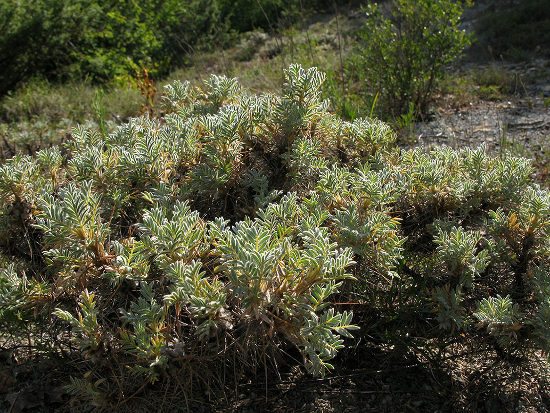 Image of Astragalus arnacanthoides specimen.