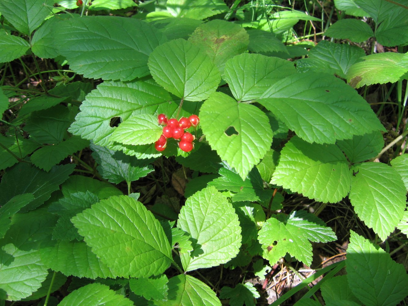 Image of Rubus saxatilis specimen.