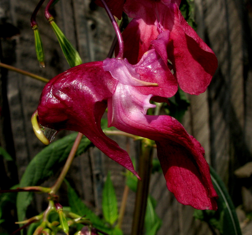 Image of Impatiens glandulifera specimen.